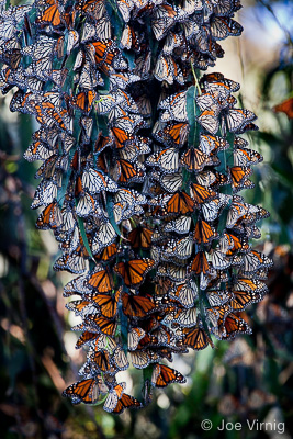 Cluster of hundreds of monarch butterflies at Camino Real Park in Ventura