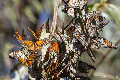 Monarch Butterflies, Ventura