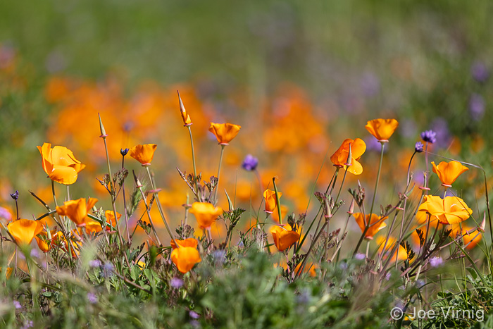 California Poppies along the Peninsula Trail in the Conejo Canyons
