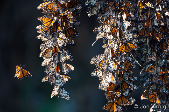Monarch butterfly landing on a cluster of other butterflies