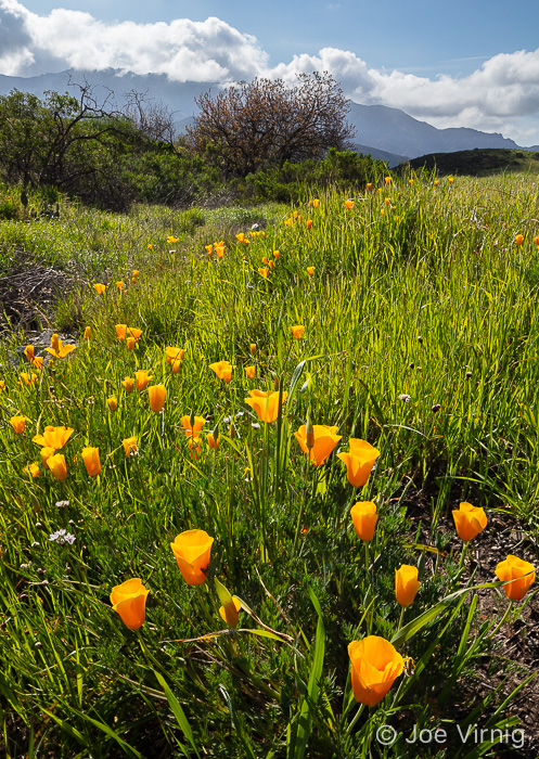 Meandering California Poppies with Boney Mountain in the Background
