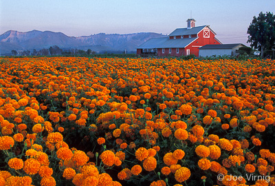 Field of Marigolds with a Red Barn in the Background